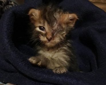 Kitten Found In Mailbox On Hot Summer Day Gets His Eye Back Through A Lot Of Love!