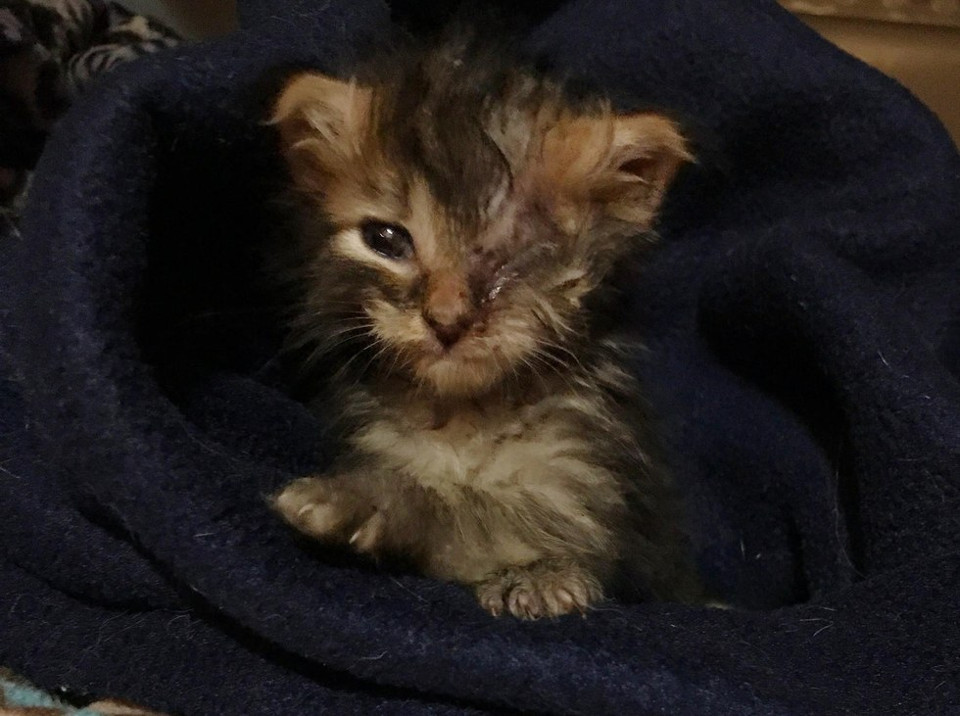 Kitten Found In Mailbox On Hot Summer Day Gets His Eye Back Through A Lot Of Love!