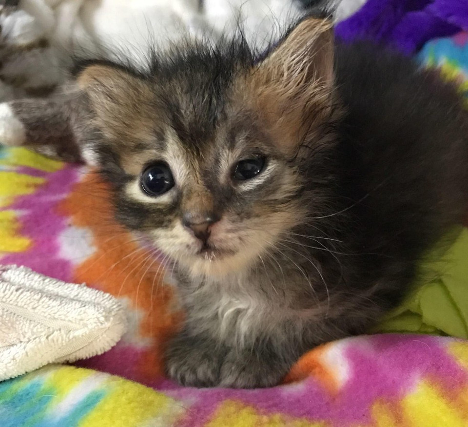 kitten nursed back to health