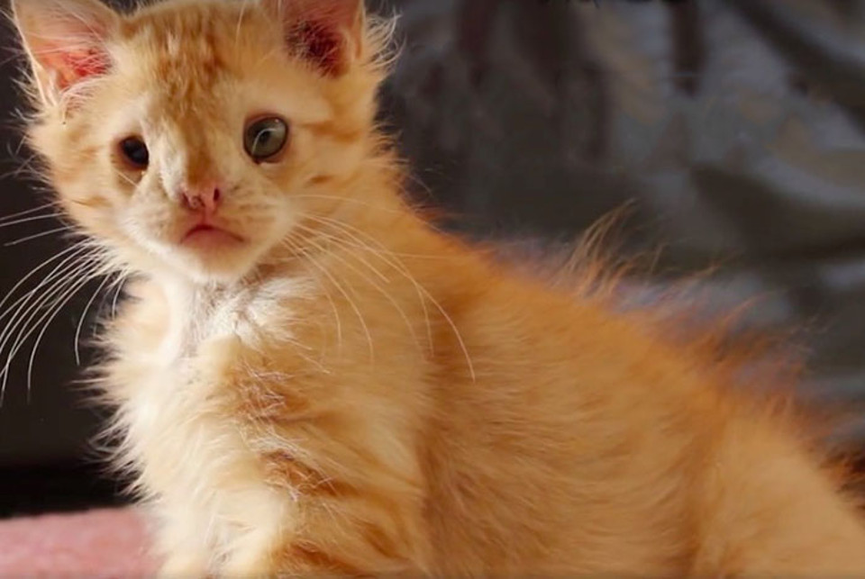 Kitten Rejected Because He Was Considered ‘Ugly’, Found True Love