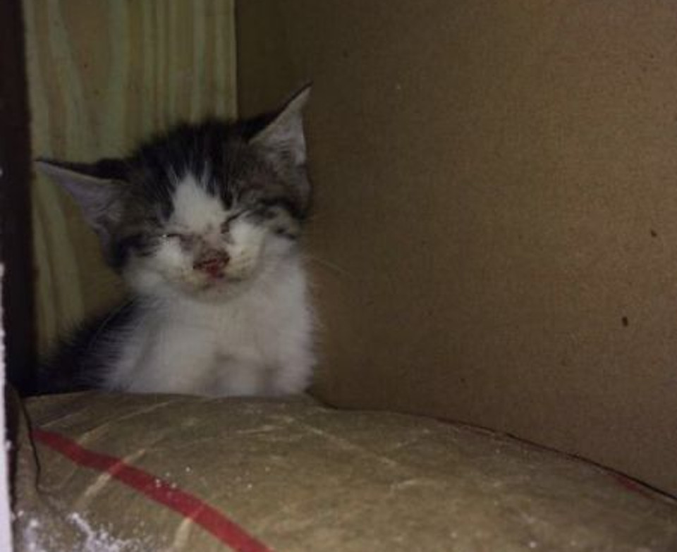 Kitten Trapped Inside A Wall Is Saved!