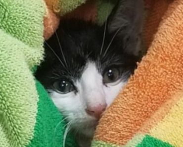 Kitten Stuck In Engine Bay Saved By Fire Department
