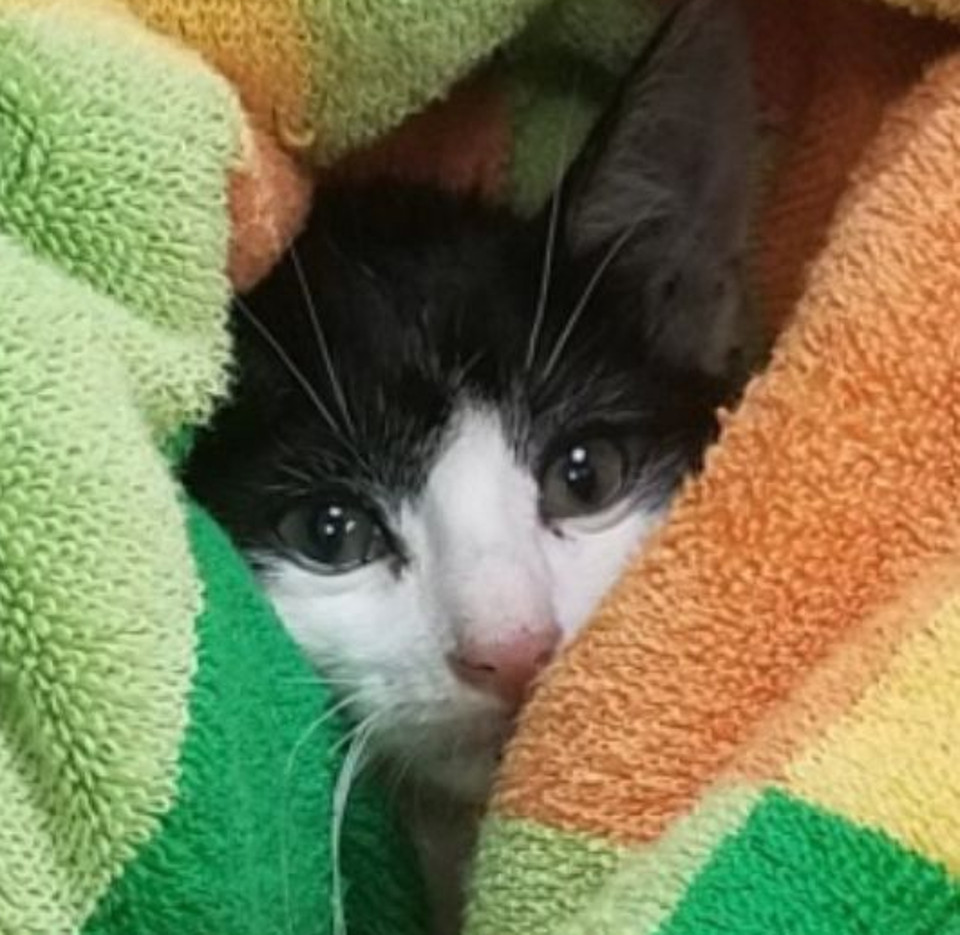 Kitten Stuck In Engine Bay Saved By Fire Department