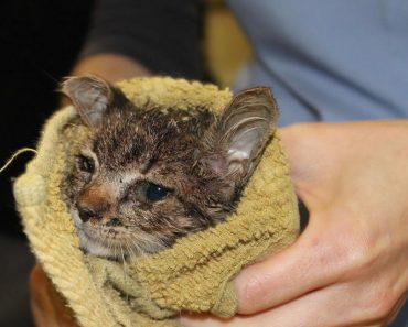 Kitten Suffering Three Days of Thunderstorms Was Rescued