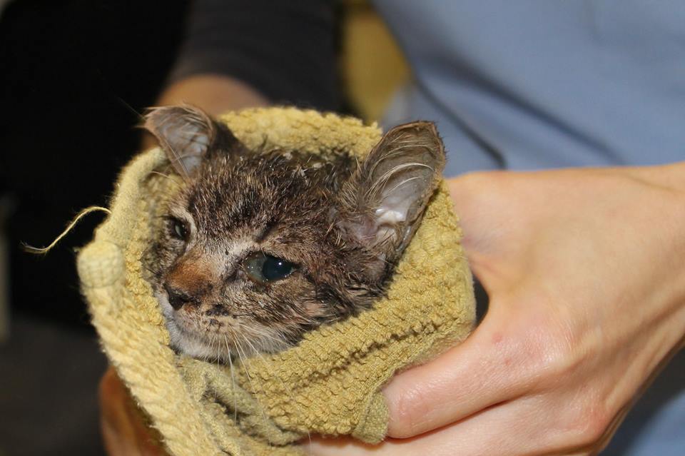 Kitten Suffering Three Days of Thunderstorms Was Rescued