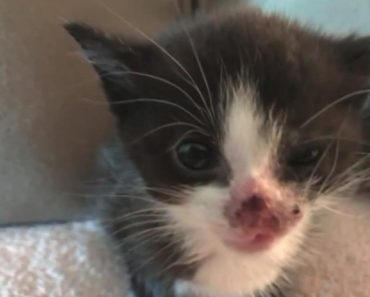 Kitten Thrown Out Of Moving Car Saved By Good Samaritan