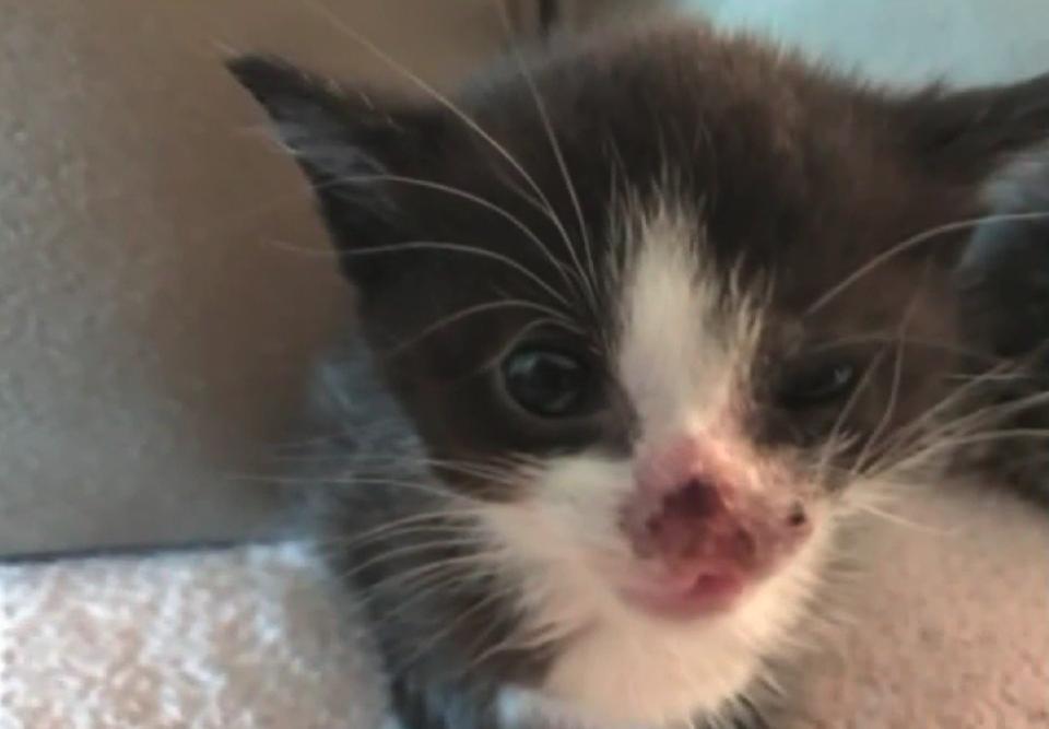 Kitten Thrown Out Of Moving Car Saved By Good Samaritan