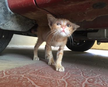 Desperate Kitten Was Crying For Help Underneath A Car. Six Months Later…