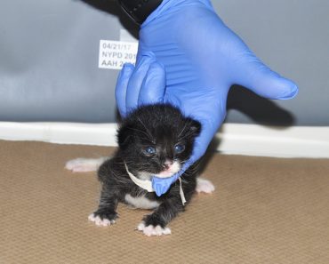 3 Kittens Found In A Garbage Bag After Someone Threw Them Out Like Trash