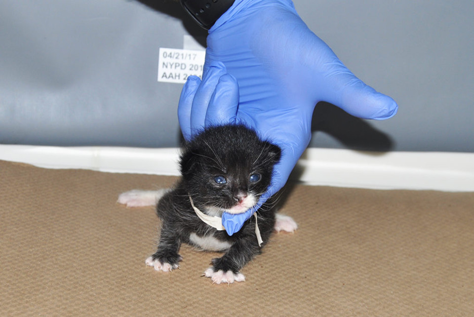 3 Kittens Found In A Garbage Bag After Someone Threw Them Out Like Trash