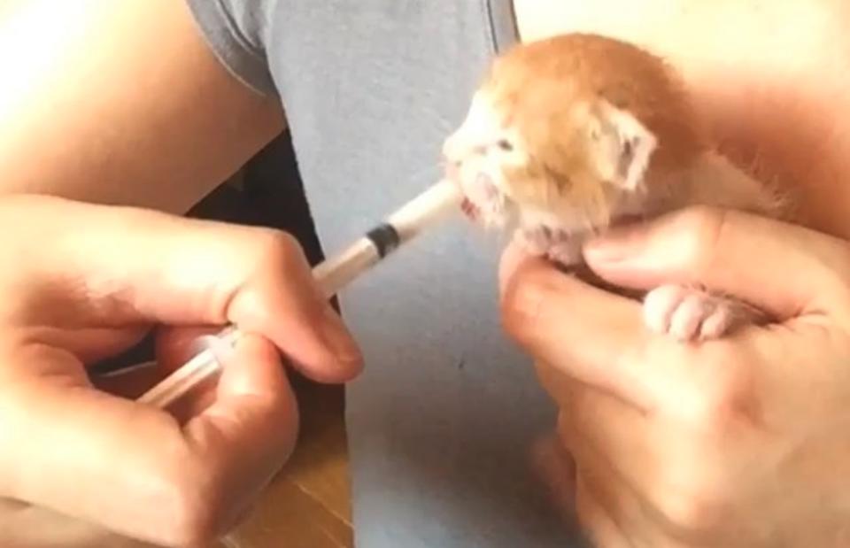Kitten fed by syringe