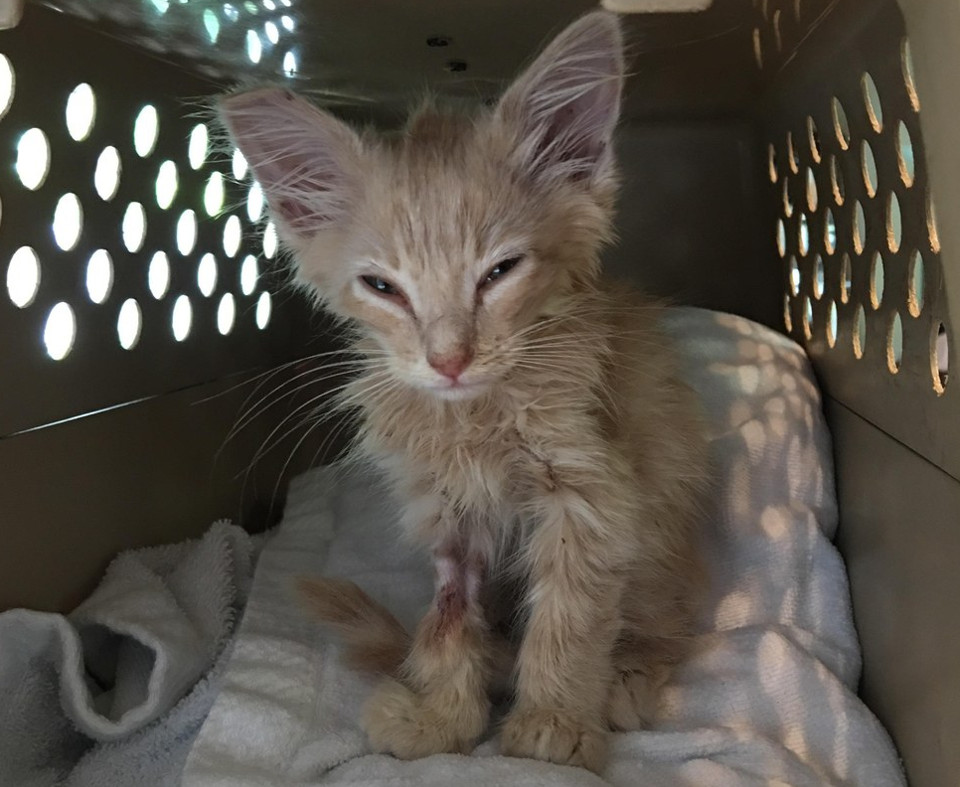 Kitten at the vet