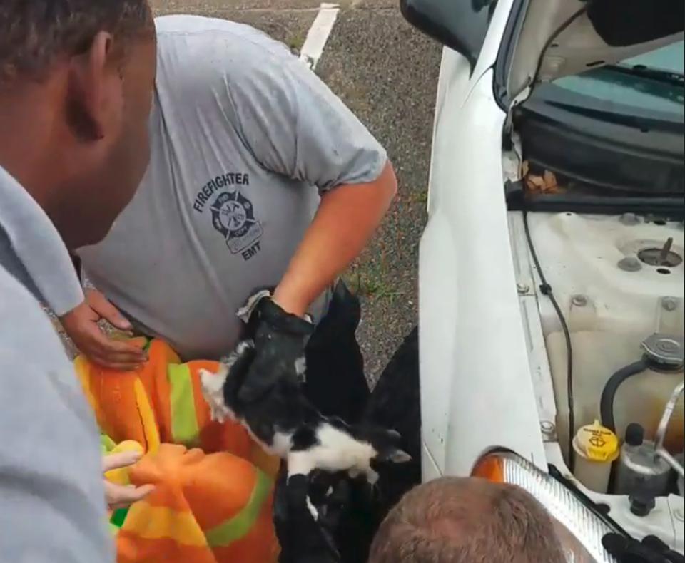 kitten trapped is rescued