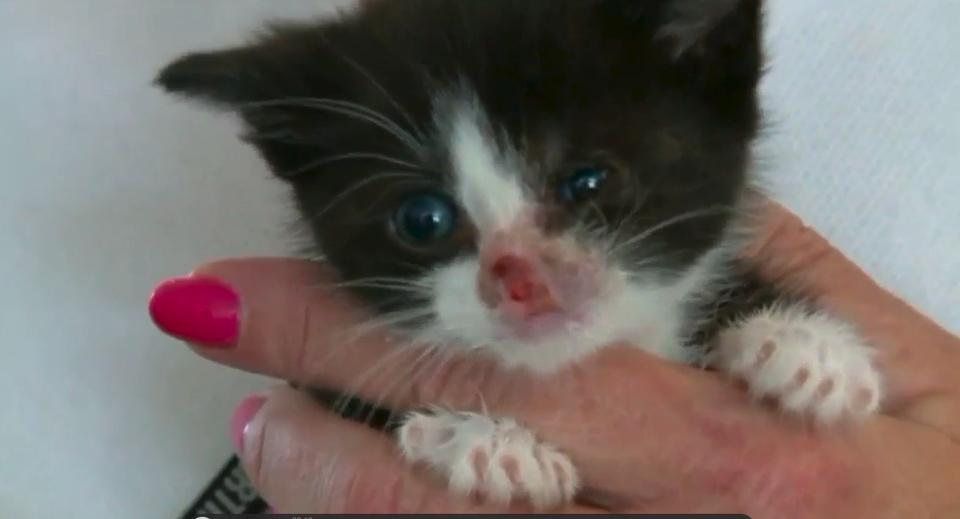 Kitten thrown from moving car