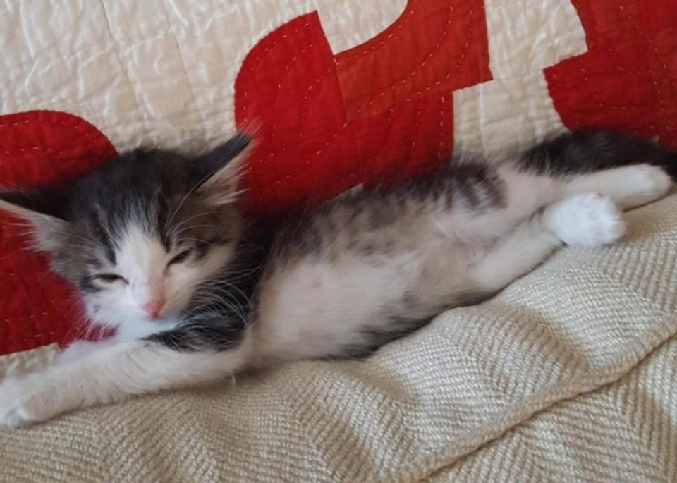 kitten under the truck