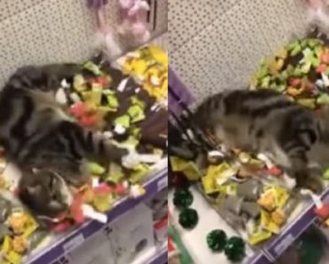 Lost Cat Was Found in Pet Store Rolling Around in Catnip Toys