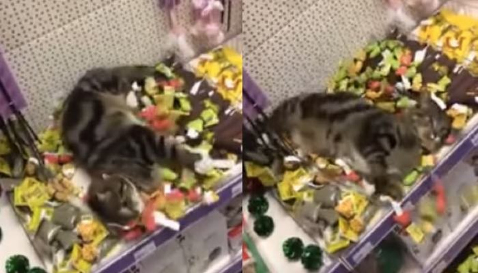 Lost Cat Was Found in Pet Store Rolling Around in Catnip Toys