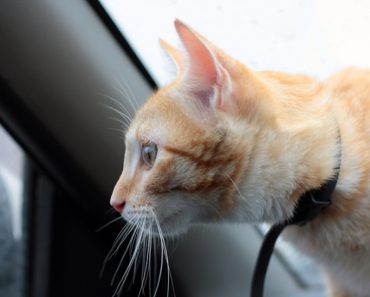 Man Accused Of Leaving Cat In Hot Car