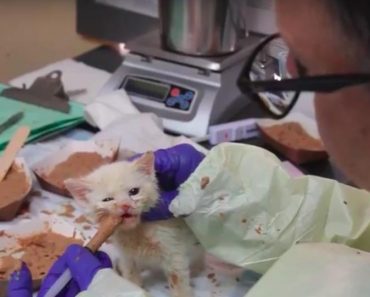 Man Nurses Sick Kitten Back To Health Then He Decides To Take Her Home