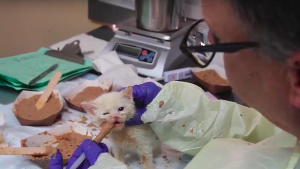 Man Nurses Sick Kitten Back To Health Then He Decides To Take Her Home