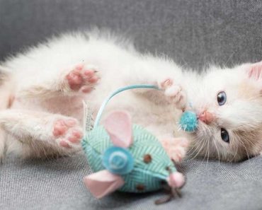 Meet The Ridiculously Cute Kitten Rescued at Machu Picchu