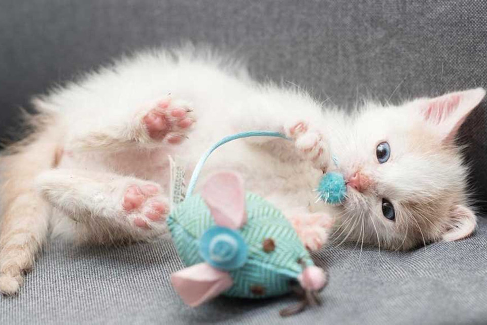 Meet The Ridiculously Cute Kitten Rescued at Machu Picchu