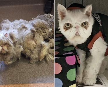 Neglected Cat Unrecognizable After 5 Pounds Of Matted Fur Is Shaved Off