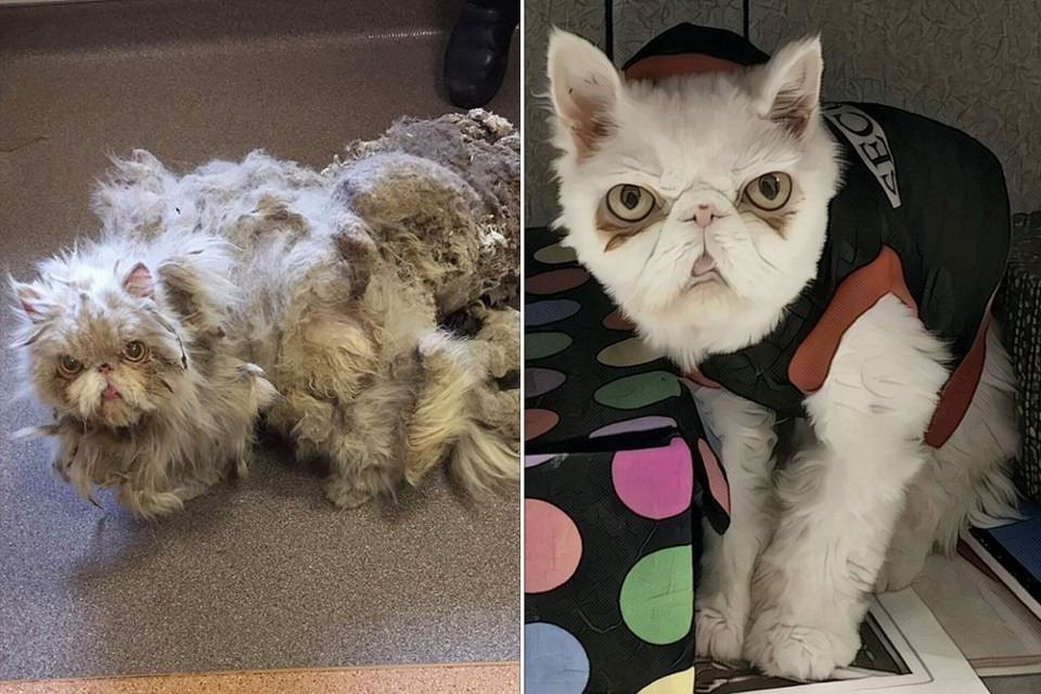 Neglected Cat Unrecognizable After 5 Pounds Of Matted Fur Is Shaved Off