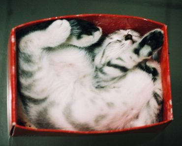 11 Photos Of Cats Sleeping In The Most Awkward Positions!