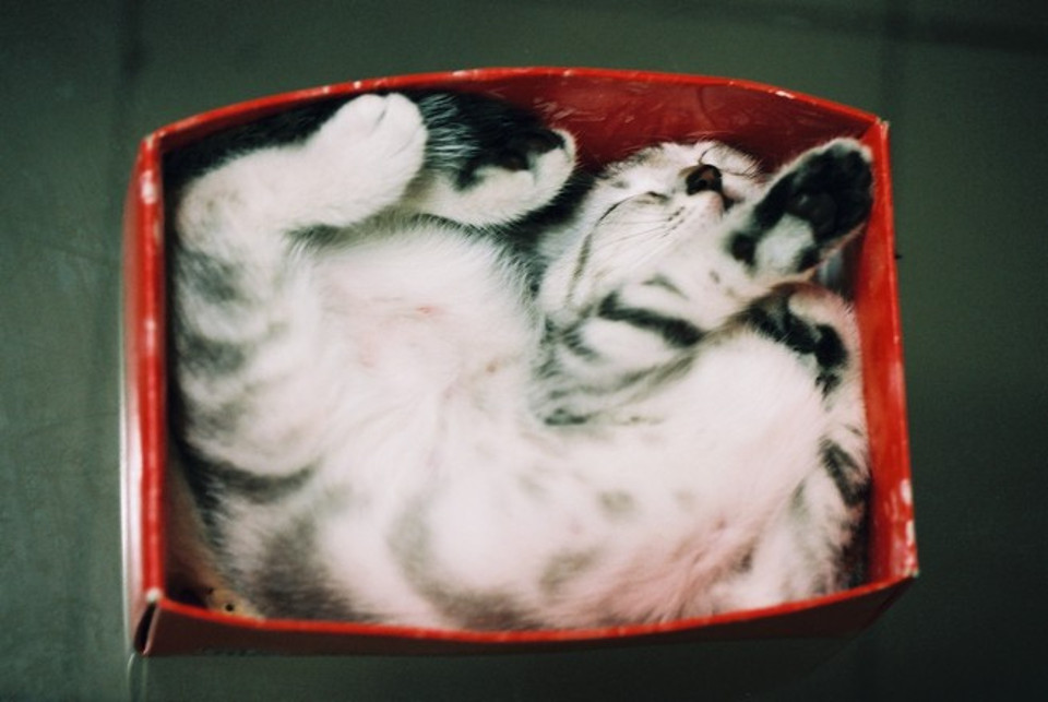 11 Photos Of Cats Sleeping In The Most Awkward Positions!