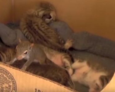 Rescued Squirrel Learned How To Purr From Mama Cat