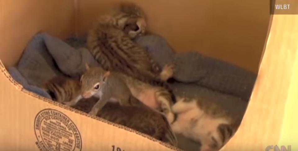 Rescued Squirrel Learned How To Purr From Mama Cat