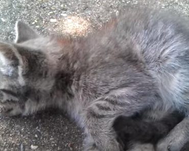 Sad Kitty Left To Die On The Side Of The Road, Is Saved