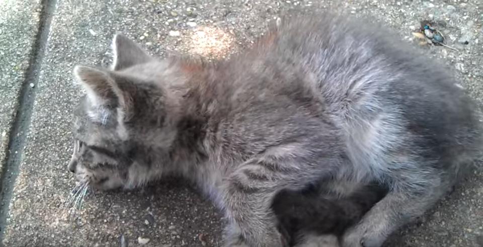 Sad Kitty Left To Die On The Side Of The Road, Is Saved