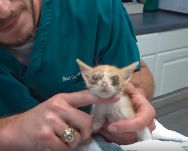 Sickly Little Kitten Was Given A New Chance At Life