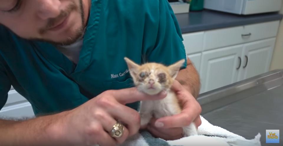 Sickly Little Kitten Was Given A New Chance At Life