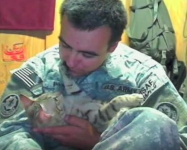 Soldier Reunites With Cat He Rescued In Afghanistan