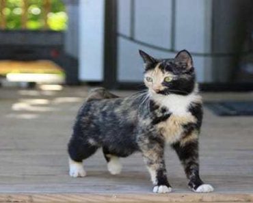 Stray Cat Brings a Little, Ginger Kitten To Her New Human Friend To Prove How Much She Trusts Her