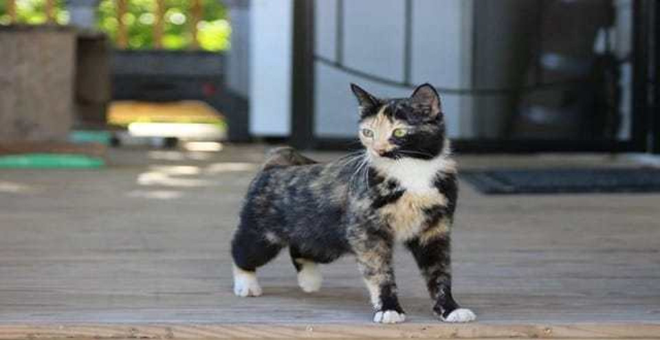 Stray Cat Brings a Little, Ginger Kitten To Her New Human Friend To Prove How Much She Trusts Her