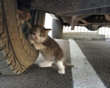 Stray Kitten Was Clinging to Truck.  Who could say no to that face?