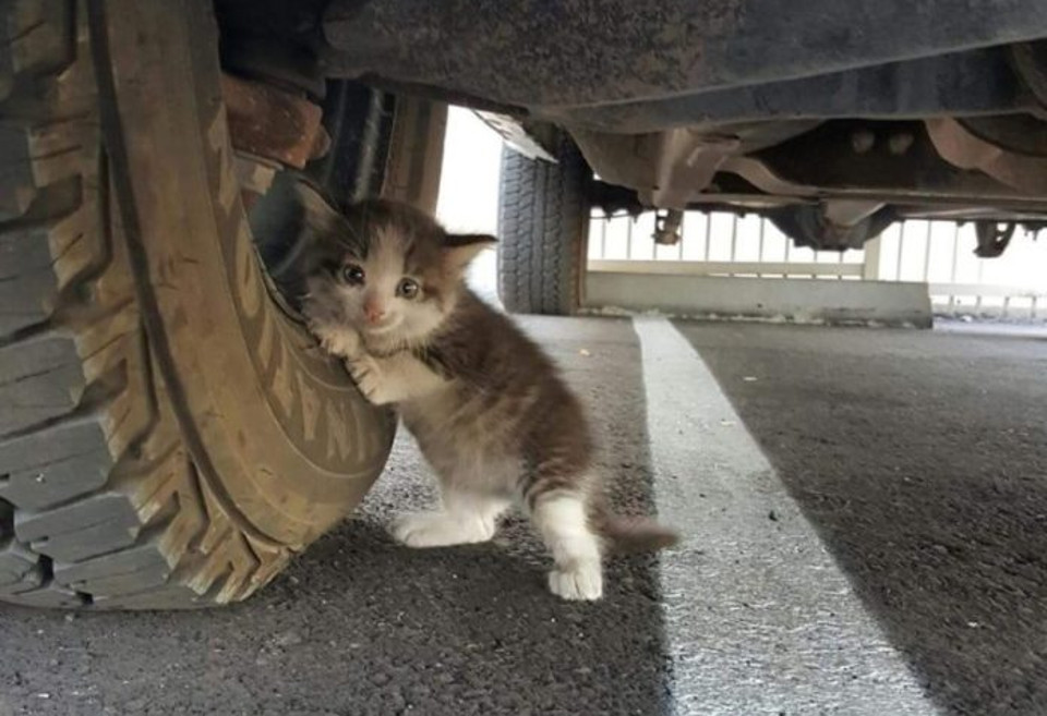 Stray Kitten Was Clinging to Truck.  Who could say no to that face?