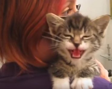 The Way This Kitten Talks To Her Human Will Absolutely Brighten Your Day!