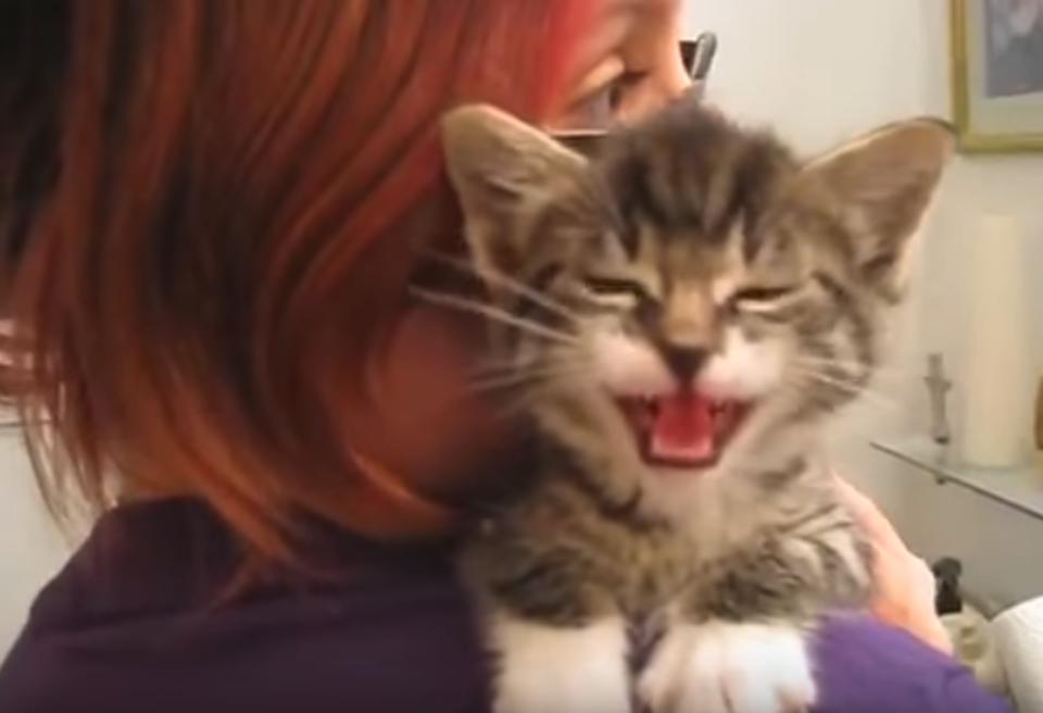 The Way This Kitten Talks To Her Human Will Absolutely Brighten Your Day!