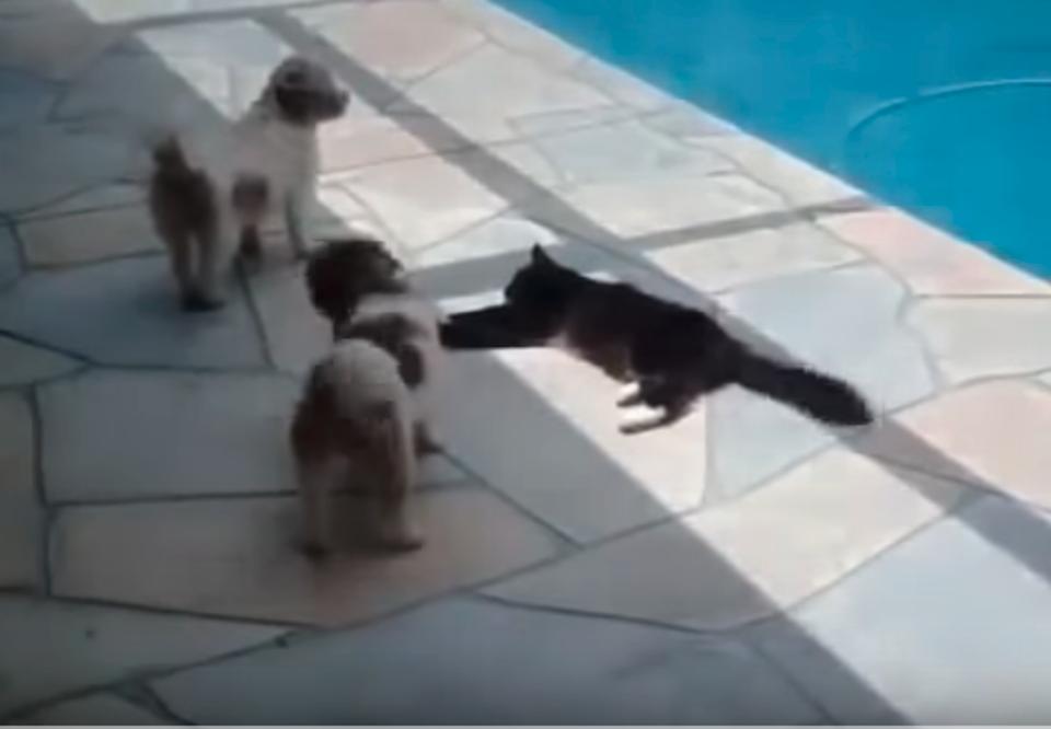 These Dogs Got On The Cat’s Nerves, So She Decided To Take Action! Hilarious!