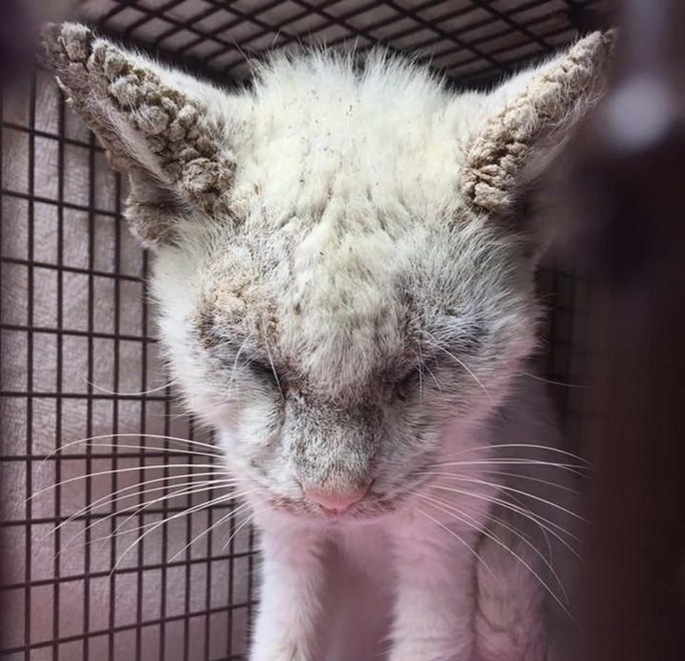 They Thought This Kitty Was Blind But The Moment He Opened His Eyes…