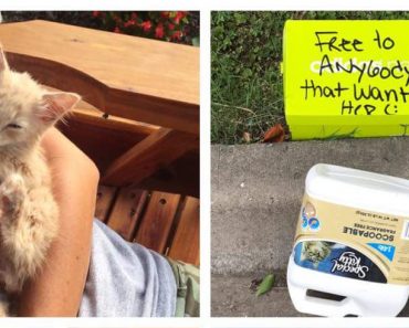 Kitten Abandoned In A Box With A Note Is Saved