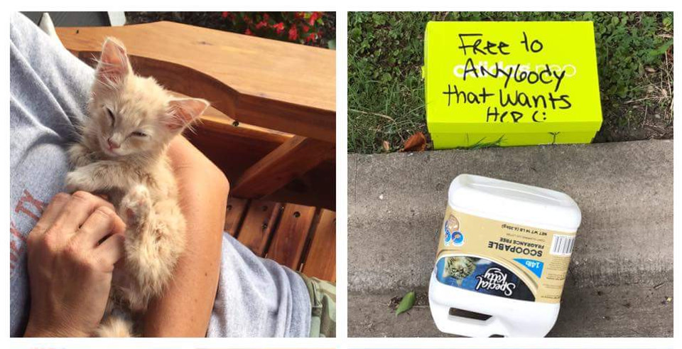 Kitten Abandoned In A Box With A Note Is Saved