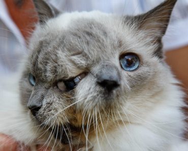 Two Faced Kitty Passed Away At The Age Of 15