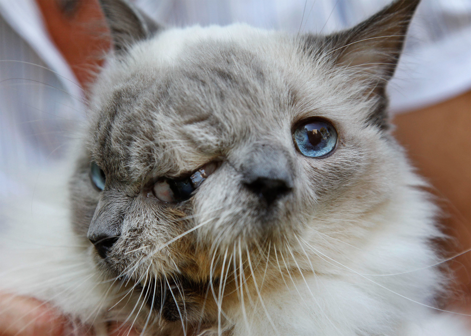 Two Faced Kitty Passed Away At The Age Of 15