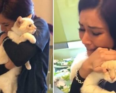 Woman Finds Her Lost Cat After Nearly Two Years. The Reunion Will Melt Your Heart…